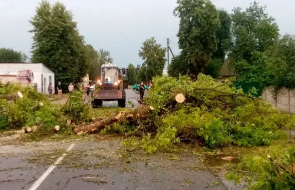 Cтихия ломает деревья в Мозыре
