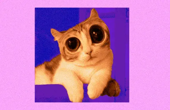 Кот
