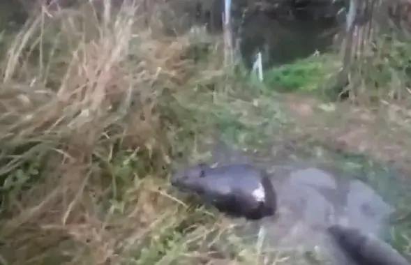 Бабёр на волі
