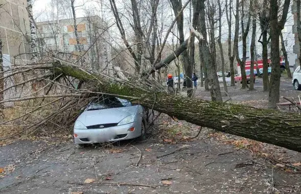 Дрэва ўпала на легкавік
