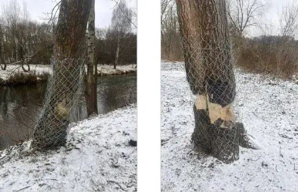 Ствалы дрэў абмотваюць металічнай сеткай
