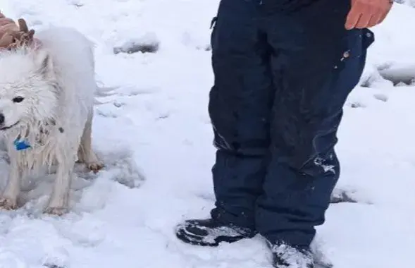 Спасенное животное
