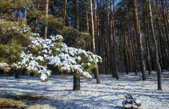 Снег в апреле
