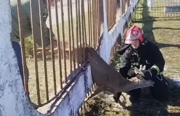 Спасательная операция
