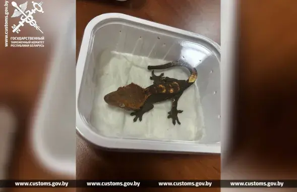 Экзатычных яшчарак знайшлі ў багажы расіянкі
