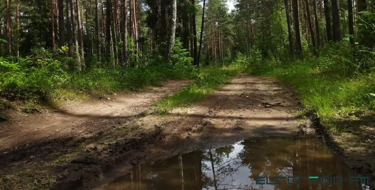 Лес после дождя / Из архива Еврорадио
